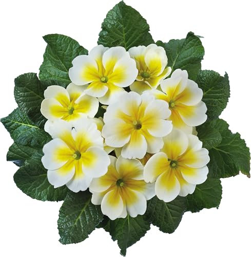 Jupiter F1 Yellow Splash Mini Primula Plug Plants X 15