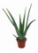 Echte Aloe Vera, XL Pflanze, Heilpflanze, Sukkulente (XL Pflanze, ca. 45cm hoch im 14cm Topf)