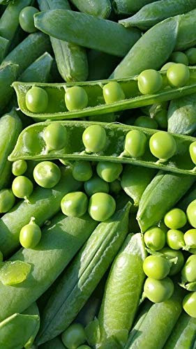 Graines Pois (petit pois) merveille de kelvedon - sachet 200 grammes (environ 600 graines) - Graines de style