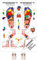 Sport-Tec Reflexzonen Fuss Mini-Poster Anatomie 34x24 cm medizinische Lehrmittel