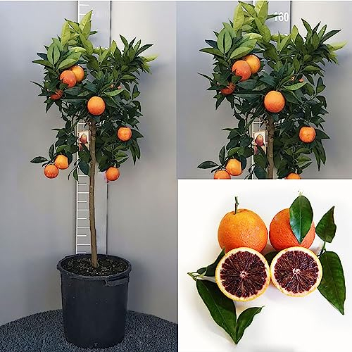 SAVINI VIVAI Pianta di Arancio Albero di Agrumi Arancio Moro in Vaso da 35 cm Altezza 150-180 cm 6-7 Anni di innesto Made Italy