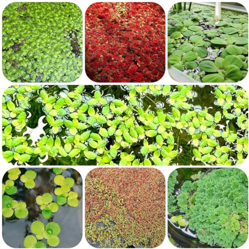 Comprar semillas de lenteja de agua (Lemna minor) acuario flotantes cocina, balcón Decoración verdes para sala estar medicinales 130pcs