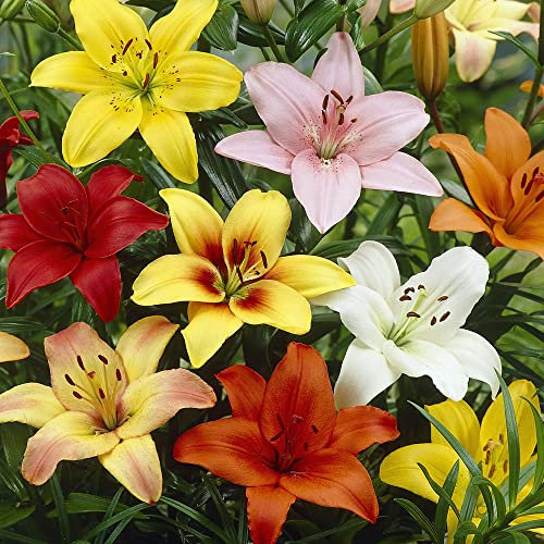 10 x Lilies Asiatic Mixed – Delightful Mix of Bright Blooms – Spring Flowering Bulbs – Perennial – for Your Beautiful Garden