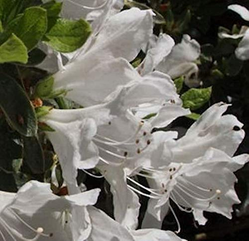 Hochstamm Japanische Azalee Pleasant White 80-100cm - Rhododendron obtusum - Zwerg Alpenrose - Gartenpflanze