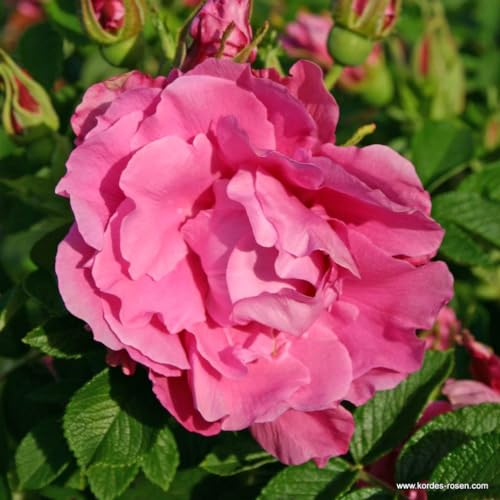 2 x Rose - Rosa 'Romantic Roadrunner' Topf 25-30 cm - Eine robuste und duftende Rugosa-Hybride von Kordes