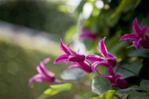 Texas-Waldrebe 'Princess Diana' Kletterpflanze Clematis bis 150cm (100-150cm)