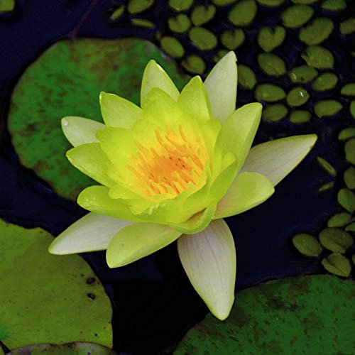 Water Lily Yellow Nymphaea Tender Perennial Summer Autumn Flowering Garden Plants Grow Your Own Bareroots 1 or 2 Bare Roots Water Lily Yellow by Thompson and Morgan (1)