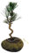 Japan Weißer Kiefer Bonsai Pinus - ca. 7 Jahre alt, ca. 23 cm hoch