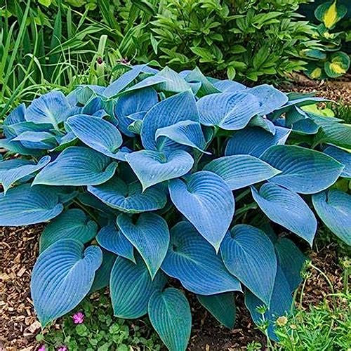Hosta zwiebeln Hardy funkien Hardy perennial funkien Hosta pflanze Hosta pflanze winterhart