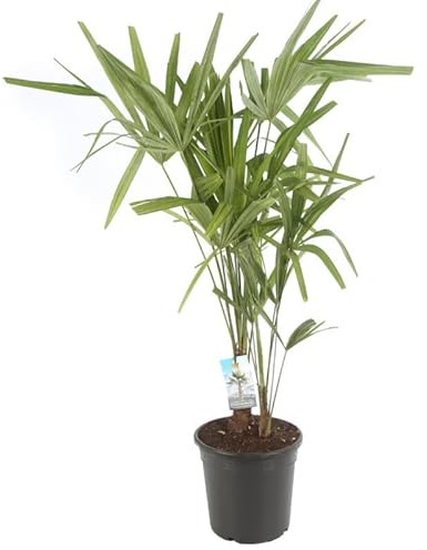 Palmier Chanvre Trachycarpus Fortunei 60/70 cm Pot 24cm - Plante En Pot - Floraison Mai à Juin Exposition - Hauteur 60/70 Cm - Exposition Soleil Sol