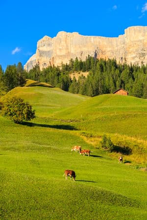 Acryl-Bild 40 x 60 cm: Kühe grasen auf der Weide im Dorf La Villa in den Dolomiten (94761104)