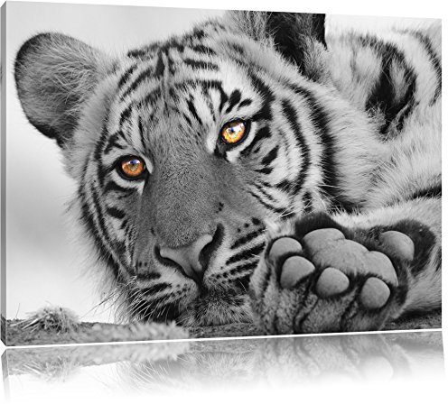 Pixxprint entspannter Tiger B&W, Größe: 120x80cm, Leinwandbild, fertig gespannt, Wandbild, Dekoration, Kunstdruck, kein Poster