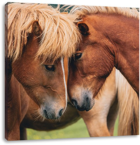 Pixxprint Kuschelnde Pferde Liebe, Größe: 40x40 bild, Leinwandbild Quadratisch, Wandbild, Kunstdruck, fertig bespannt
