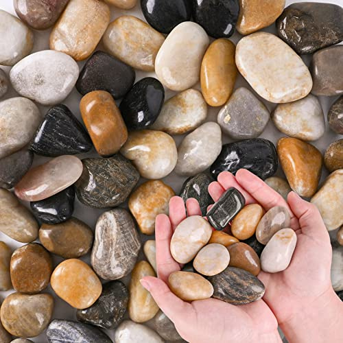 River Rocks for Plants 5.5 LB Small Decorative Pebbles 1-1.5 Polished Stones Smooth Aquarium Gravel for Fish Tank Vases Indoor Planters Outdoor Landscaping Garden (88oz)