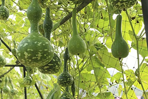 10 Semillas de Calebasse - calabaza vegetal - semillas reproducibles - sin tratar