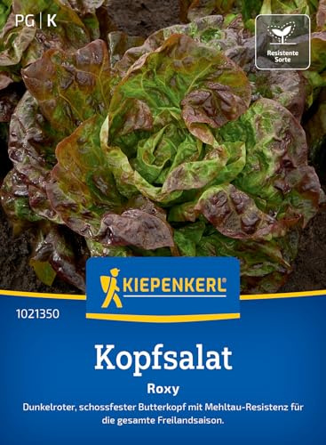 Kiepenkerl Kopfsalatsamen Roxy 1021350, Gemüsesaat | Schossfest
