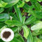 50 unidades/bolsa de semillas de culantro, adecuadas para macetas y exteriores, ideal para balcón, terraza, jardín pequeño