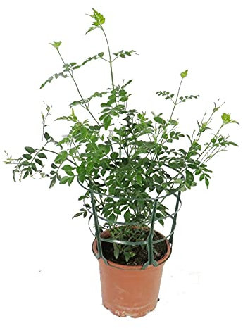 DECOALIVE Jazmín Común Planta con Flor Natural de Interior y Exterior Ideal para Terraza (8436601573346)
