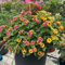 wandelröschen rosa,Lantana camara samen,Seltene Pflanzen serie,balkon pflanze stauden gartenpflanzen pflanzen züchten pflanzendeko samen blumen bienen wiese 400 Stück