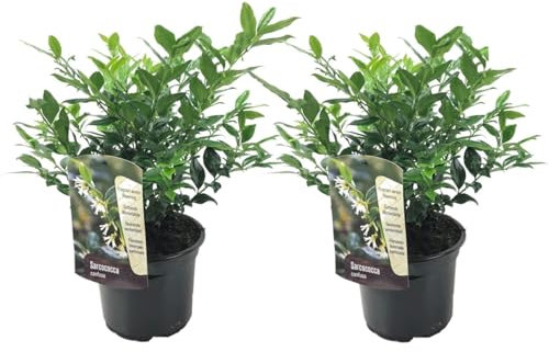 Plant in a Box - Sarcococca Confusa - Set de 2 - Meatberry - Flores blancas en invierno - Planta de jardín - Maceta 17cm - Altura 30-40cm