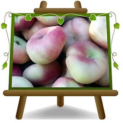 Pesches nectarines Platicarpa Pulpe blanc - Plante fruitière sur pot 20 - arbre max 200 cm - 2 ans