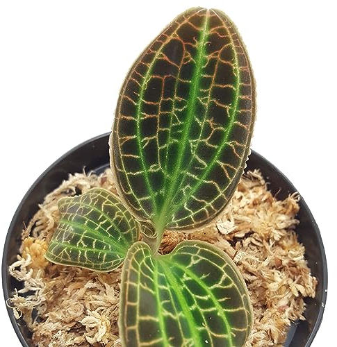 Macodes sanderiana 'Fruit Salad' jewel orchid Juwelorchidee orchidée bijou orchidea gioiello orquidea Anoectochilus Goodyera Ludisia