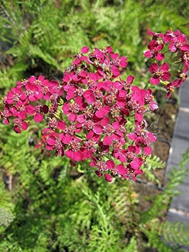 Achillea millefolium Christel - Schafgarbe Christel - Purpurgarbe - Purpurschafgarbe Verpackungseinheit 10