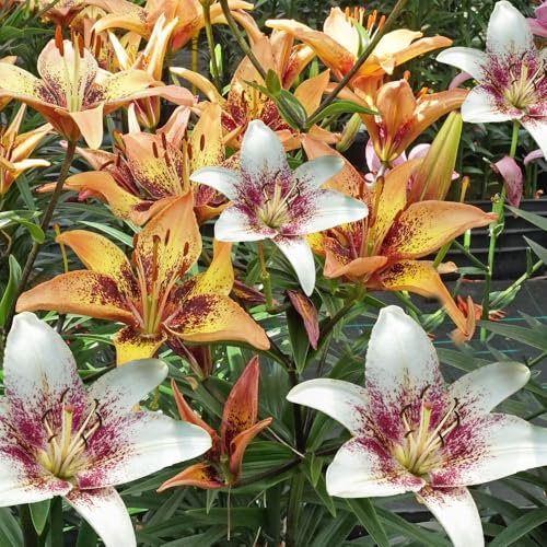 4 x Lily Tribal Party – Mix of Beautiful & Colourful Combination – Adds a Vibrant Touch to Beds & Bouquets – Summer Flowering Bulbs – Perennials – for Your Beautiful Garden