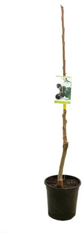 Garden Center shop | Árbol Frutal Cerezo Autofértil (Prunus avium) de 2 Años | Altura 120-140 cm | Cultivado en Maceta de 7 L | Fructificación Temprana | Apto para Interior y Exterior | Fácil de Cuida
