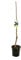 Garden Center shop | Árbol Frutal Cerezo Autofértil (Prunus avium) de 2 Años | Altura 120-140 cm | Cultivado en Maceta de 7 L | Fructificación Temprana | Apto para Interior y Exterior | Fácil de Cuida