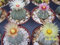 Asterias Astrophytum Super kabuto MIX rara varietà di semi di cactus cactus 100 SEMI