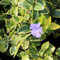 Arborix, grüner und billiger! 24 x Jungfernkraut Immergrün 'Argenteovariegata' - Vinca minor Topf 9x9cm, für 3m² : Ein robuster, vielseitiger Bodendecker für Ihren Garten