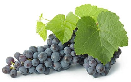 Weintraube, Weinreben Sortiment kernlos. Weinrebe. Kernlose Tafel-Trauben-Kollektion. Winterhart. Magic of Nature, Weintrauben Pflanzen, Qualitätspflanzen,-5zwiebeln-F