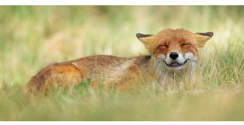 Postkarte PANORAMA +++ GEO von modern times +++ GRINSENDER FUCHS * XXL +++ BK.EDITION GEO © GHAHREMAN RAD, Julian
