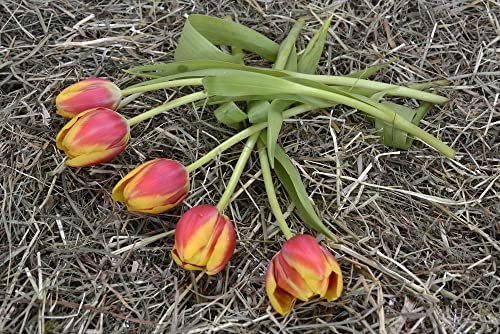 hansepuzzle 27674 - Tulpen Puzzle 2000 Teile - Natur Motiv mit hochwertiger Aufbewahrung: Kartonbox und wiederverschließbarem Beutel - Format 90 × 60 cm