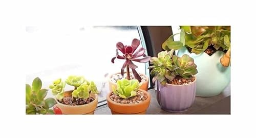 Stk - 10x Aeonium ssp. Mix Mischung mind. 5 sukkulenten Pflanzen - Samen ID1675 - Seeds & Plants Shop by Ipsa