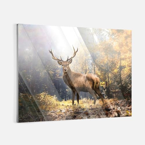 Acrylglas Pop Art Graffiti Natur Reh Tiere Wand Abstrakt Wandbilder Glasbilder Wohnzimmer Schlafzimmer Büro Wanddekoration Deko XXL günstig (Acrylglas, 40x30 cm)
