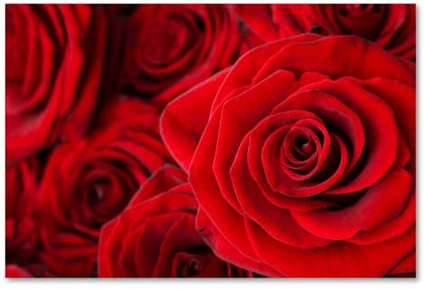 Postereck - 0021 - Rote Rosen, Blumen Rot Liebe Blüte Pflanzen Natur - Wandposter Fotoposter Bilder Wandbild Wandbilder - Poster - 4:3-40,0 cm x 30,0 cm