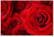 Postereck - 0021 - Rote Rosen, Blumen Rot Liebe Blüte Pflanzen Natur - Wandposter Fotoposter Bilder Wandbild Wandbilder - Poster - 4:3-40,0 cm x 30,0 cm