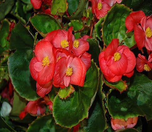 60 graines de fleurs de bégonia fraîches
