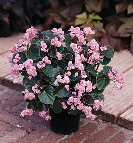 Begonia Semperflorens Doublet® Pink Summer Plug Plants Pack x6