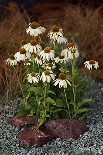 3x Weißer Sonnenhut (Echinacea purpurea ' Alba ') im 12cm Topf