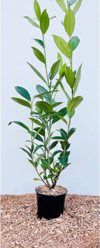 Prunus laurocerasus 'Caucasica' 60-100 cm - Kirschlorbeer, immergrün, weiße Blüten im Frühjahr, ideal als Hecke, pflegeleicht und winterhart