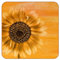 Sunflower Blossom Bloom Yellow Art 6PCS Non-Slip Design Square Coaster for Cups Mugs, Leather Furniture Protection Pad Reusable in Kitchen Bar Home Decor