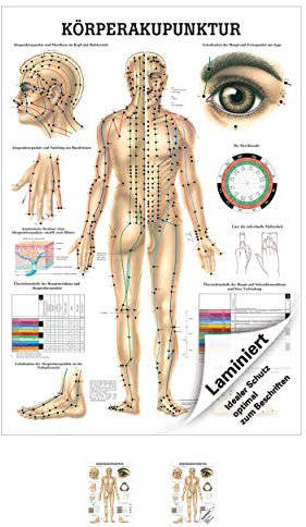Rüdiger Körperakupunktur Poster Anatomie 70x50 cm medizinische Lehrmittel
