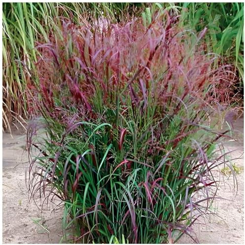 Stauden Gänge 1 x Panicum virgatum 'Squaw' Feuerrote Rutenhirse winterhart | Hohes Ziergras für Sonne, Blüte Juli bis September, mehrjährig, XXL Topf (23 cm)