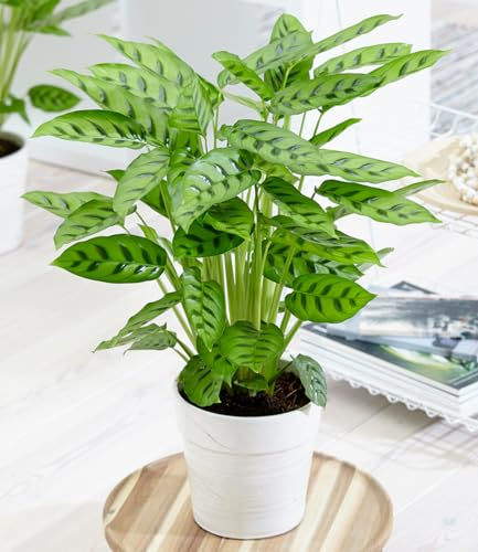 BALDUR-Garten Calathea Leopardina, 1 Pflanze, mehrjährig - frostfrei halten, pflegeleicht, auffällig gemusterte Blätter, Dschungel-Feeling für die Wohnung