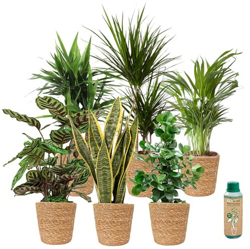 vdvelde.com - Urban Jungle Plants Sea Grass - 6 Stück - - 6 kräftige Zimmerpflanzen im Seegras-Topf- Ø 12 cm ↥ ca. 40 cm- Inkl. Pflanzenernährung