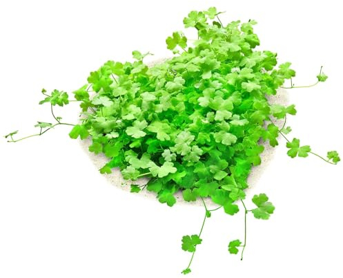 Aquasabi - Hydrocotyle tripartita - Dreiteiliger Wassernabel - in Vitro XL 8,5 cm - Vordergrund Wasserpflanze für Aquarium - in Vitro Aquarienpflanze - Aquascaping