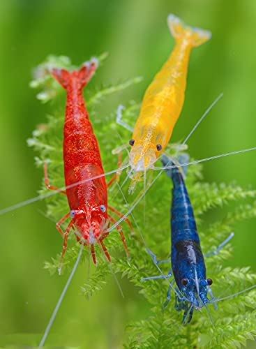 Garnelen Garnelio Regenbogen Garnelenmix XL | Neocaridina davidi für Aquarien & NanoCube fürs Aquarium - je 8X Yellow Fire, Red Sakura Blue Jelly 24 st.